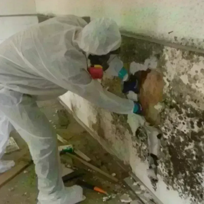 Mold Remediation and Removal in Scotts Mill, NC